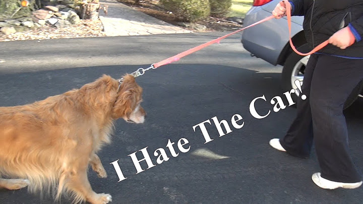 Fearful Dog Won't Get Into the Car - by Bobs Pet Stop In Home Dog Training