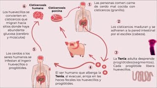 Cisticercosis. INCMNSZ  Educación para la Salud