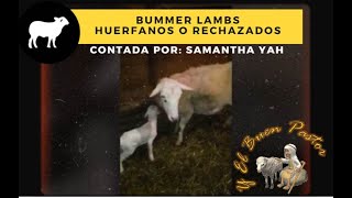 Huérfano o Rechazado |Bummer Lambs  |Y El buen Pastor