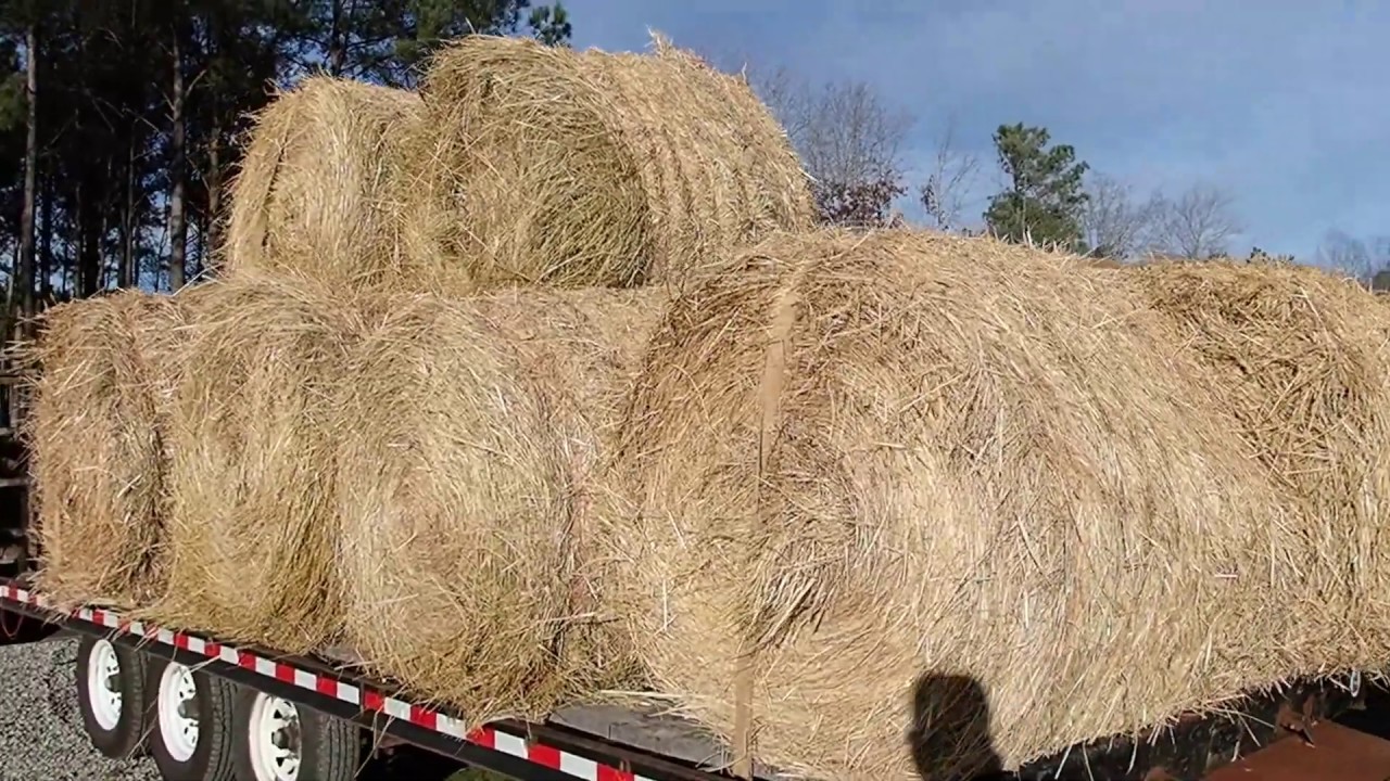 Unloading Hay And Planting Trees At The Farm YouTube