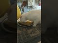 Он настоящий)