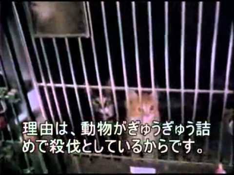 映画　Earthlings [アースリングス]　日本語字幕 ２/１３ ペット