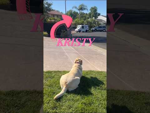Labrador Dog Patiently