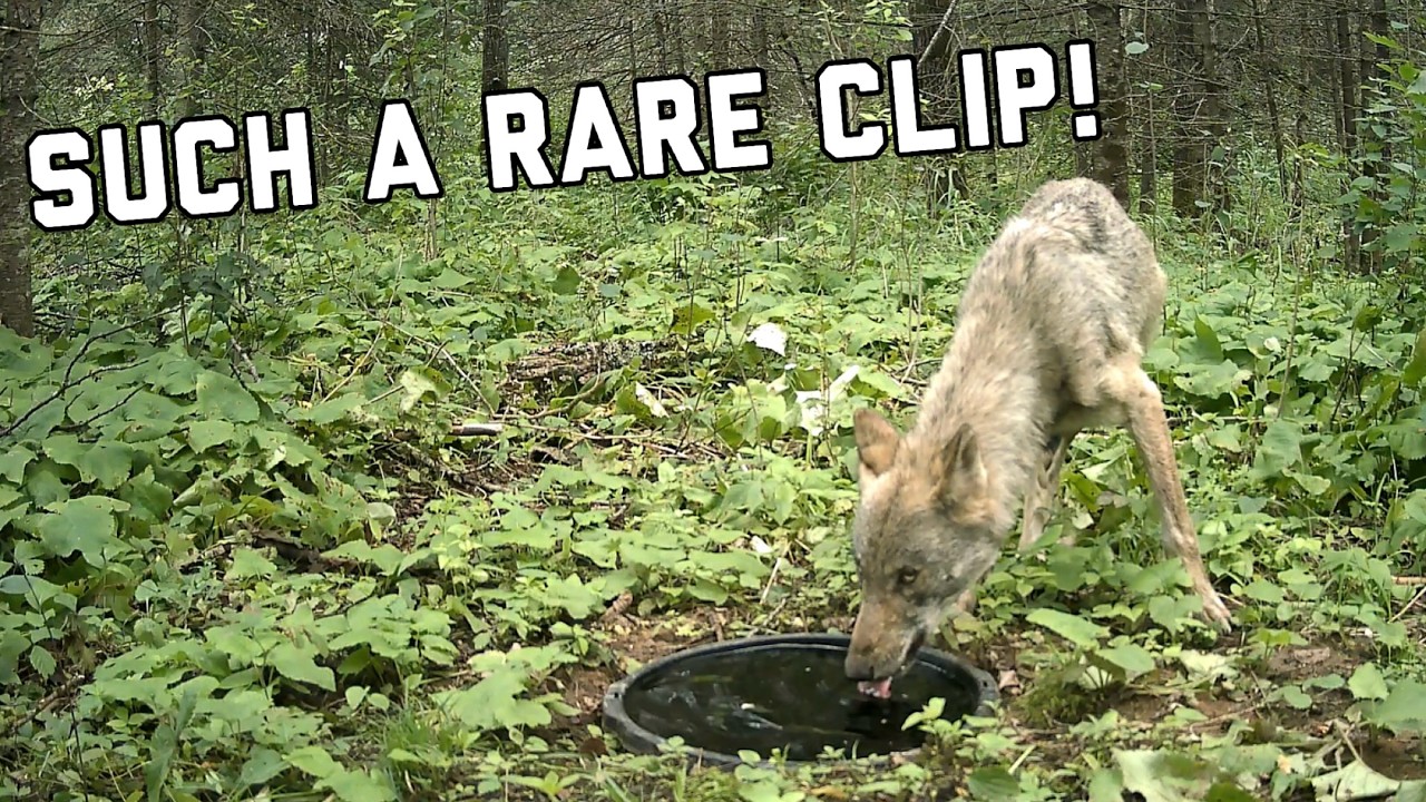 10 Minutes of the BEST Trail Camera Clips you will EVER see!