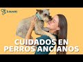 CUIDADOS EN PERROS ANCIANOS - Lauvet