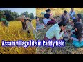 আঘোণৰ সোনোৱালী পথাৰৰ সুখবোৰ | Village life of Assam in Paddy field | Mising Tribe | Part - 1
