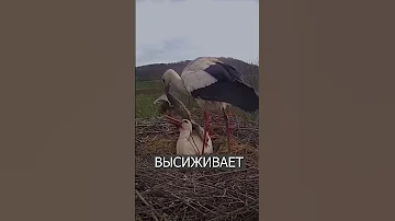 Милота дня: АИСТ укрыл одеялом свою подругу