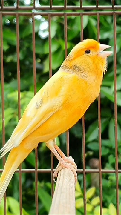 suara burung | burung berkicau | burung kenari berkicau #hewan #burung #burung