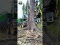 Nature shows no mercy. Life ends, but the forest goes on.🌲 John Deere 1270G #forestry #logging