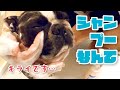 散々遊んだ後のシャンプーで魂抜かれた犬の動画はこちらです。ボストンテリアきいろさん