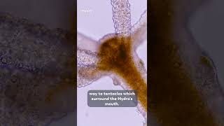 A Microorganism With Stretchy Tentacles
