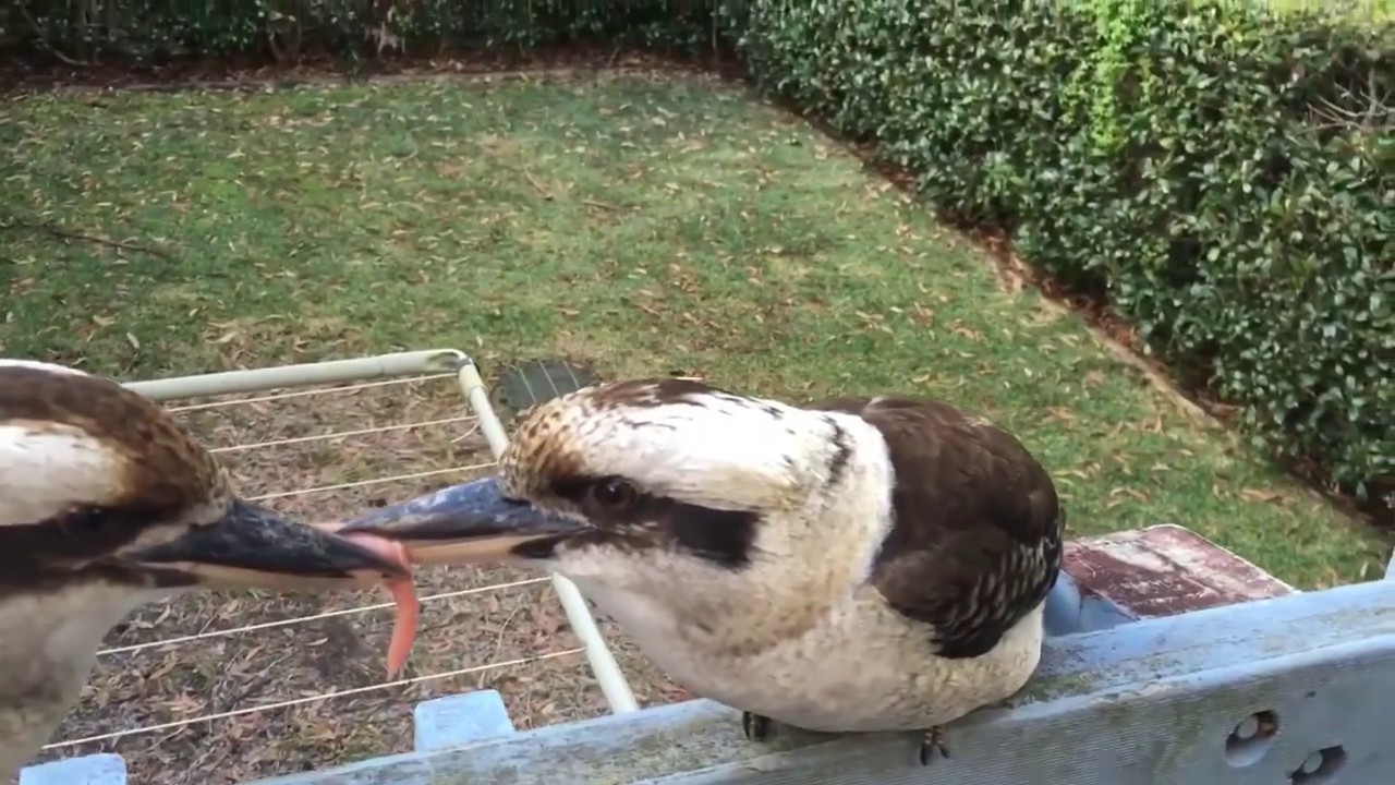 Birds Fighting to the Death !