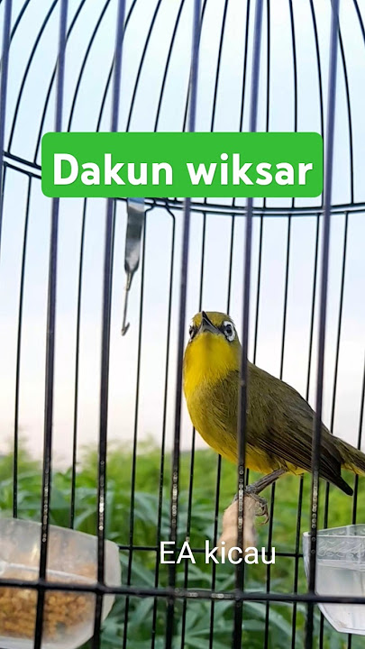Suara burung Pleci dakun wiksar #iyon #birds #plecigacorbongkarisiankenari #keep