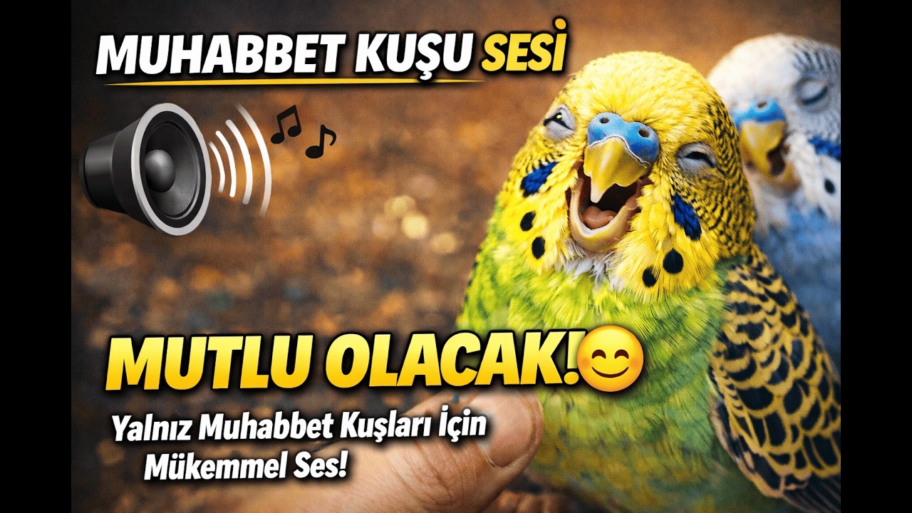 Mutluluk  - Muhabbet kuşu sevgi- Doğal Muhabbet kuşu sesi - canlı yayın