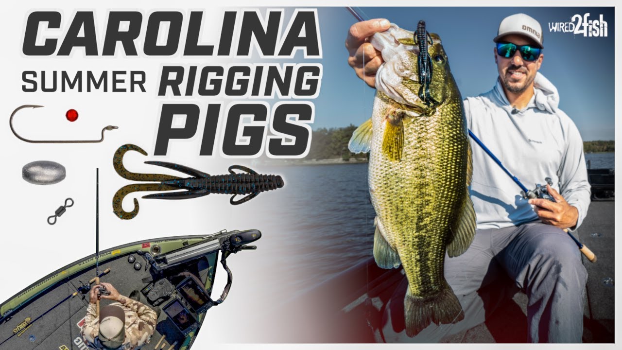 Ultimate Summer Carolina Rig Guide with Bob Downey 