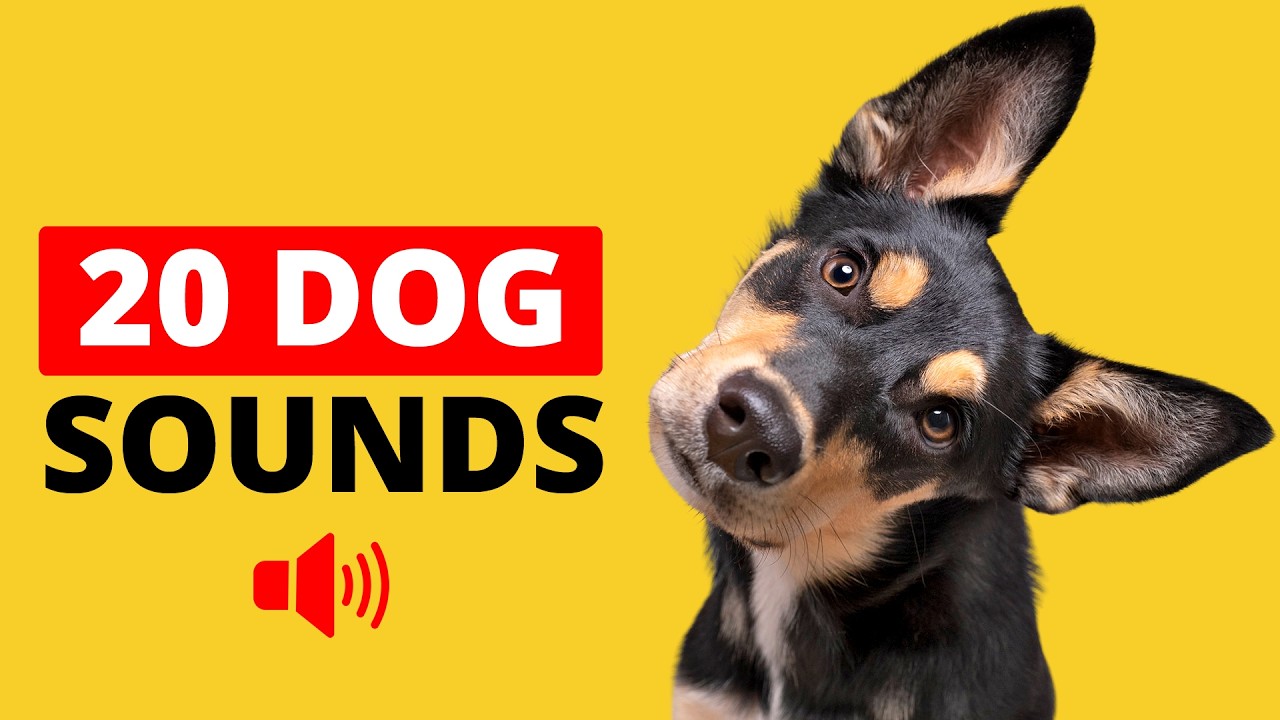 Dog Ruff Sound 20 Dog Sounds That Make Your Dog Bark & Tilt Head - YouTube
