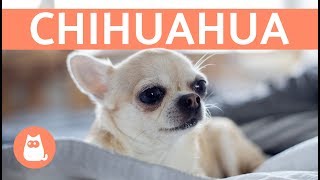 La raza de perro chihuahua