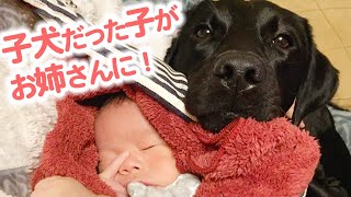 【うちの子の歴史🐶】おてんばだったラブラドールが、赤ちゃんのお姉ちゃんに…♡