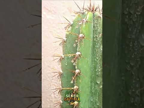 Cactus and Water