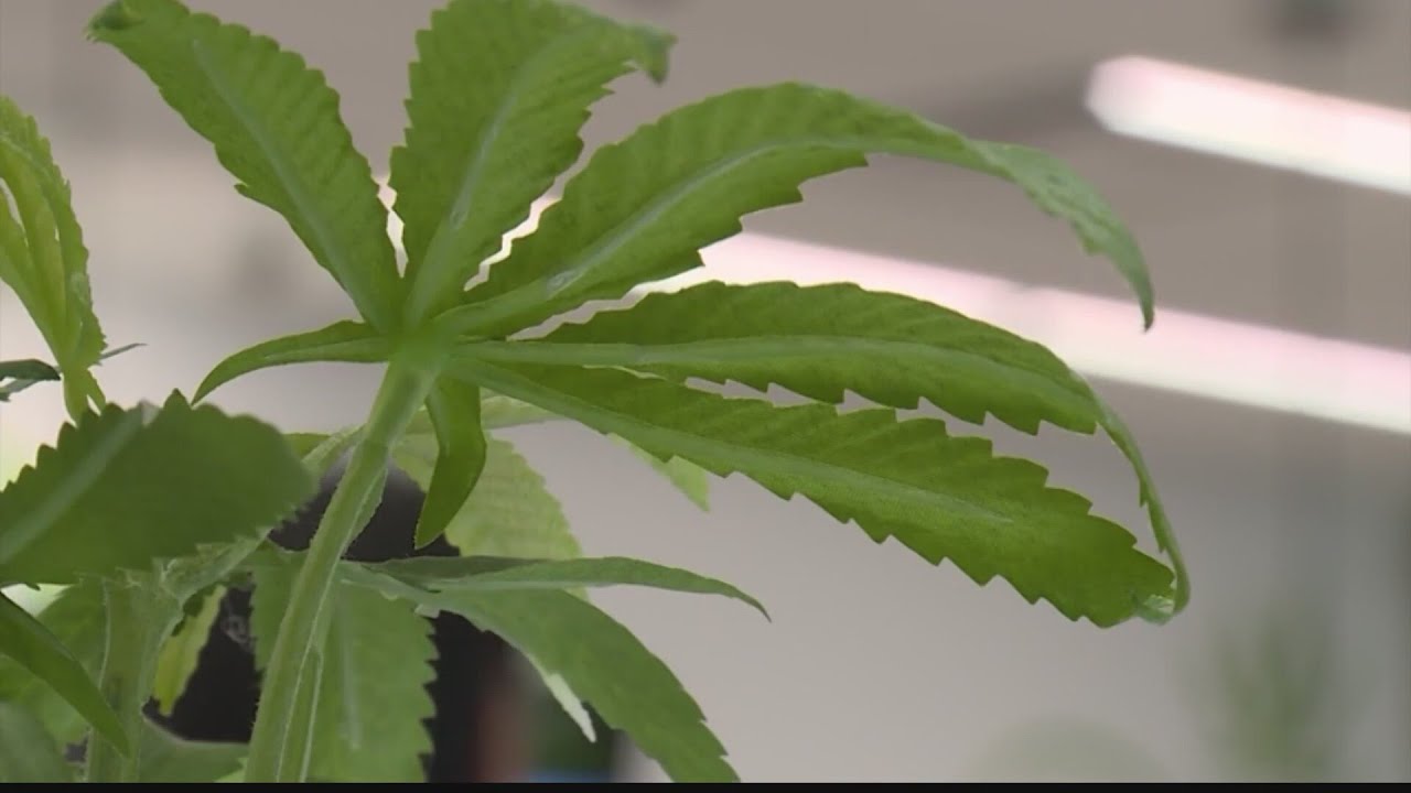 How will West Virginia schools handle medical marijuana prescriptions?