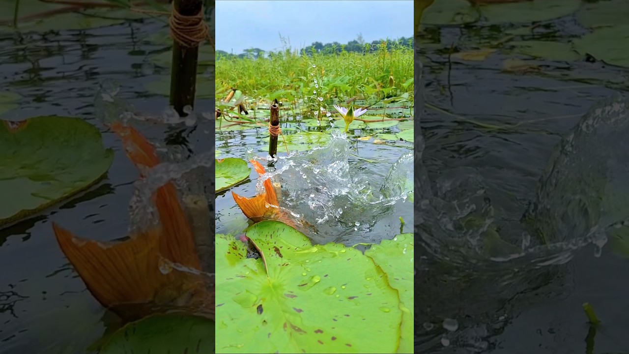 OMG! Amazing Hook Fishing In Beel water 