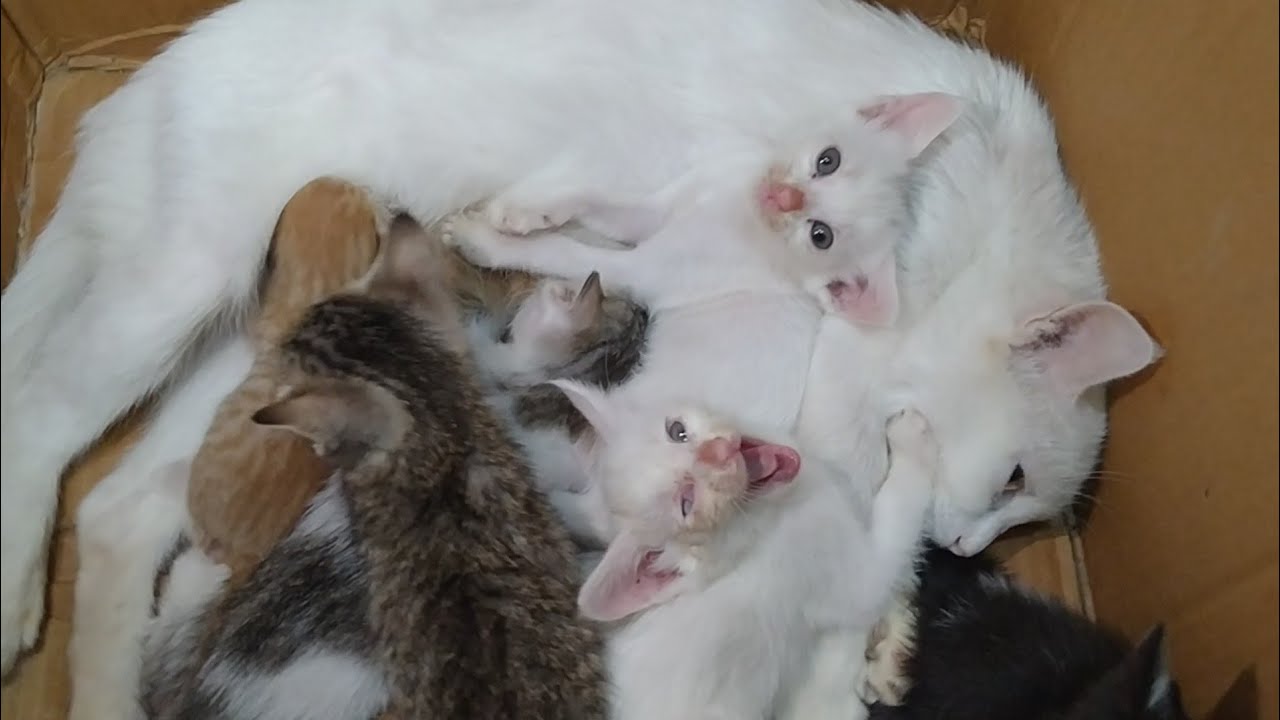 Aggressive Mother Cat Unintentionally Feeds Orphan Kitten and Keeps Him Warm Her Kittens Adopted Him