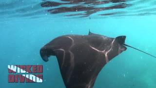 Raja Ampat Black Mantas - Wicked Diving Expeditions