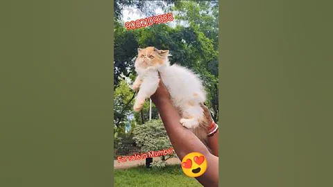 Watch the video about #calico #cat | 💥💥top#quality#kitten #shorts#viral #trending#cat #cute #catlover#funnycat.