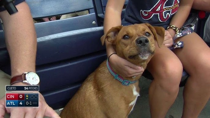 Photos: Dogs in the Coliseum as Oakland A's host Bark in the Park