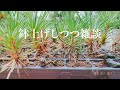 【LIVE】三河黒松実生苗を鉢上げしつつ雑談