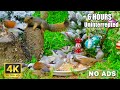 Cat TV 😺❄️ Winter Magic: Pretty Birds and Squirrels in the Forest 🐿 Cat Games 4K HDR