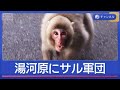 人気温泉地・湯河原にサルが大量に...なぜ?行動が過激化の理由は【スーパーJチャンネル】(2025年12月22日)