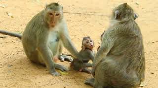 Mama Scarlet Sit With Vikki Then Chasing Brooke away after Near Gigi YSO-190