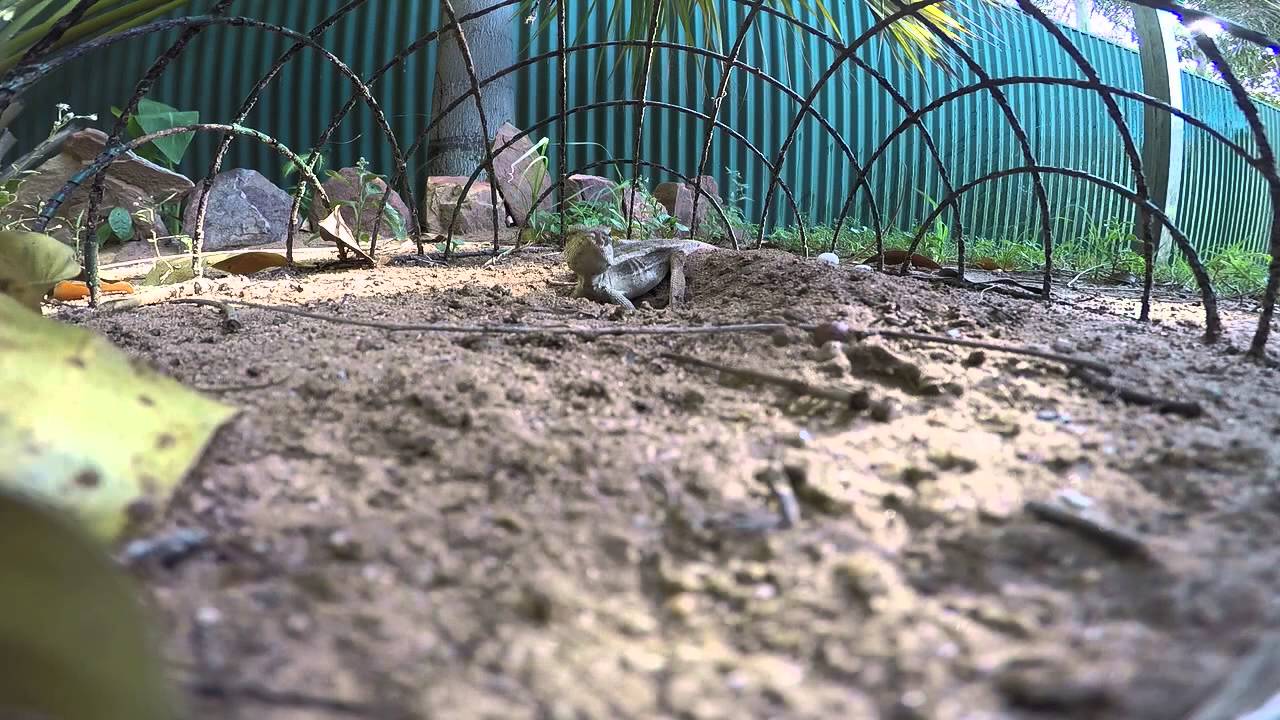 Tata Lizard (Gilberts dragon) laying eggs.