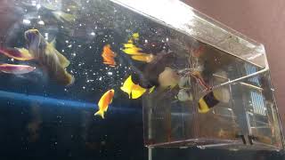 猫吉海水魚水槽20100217