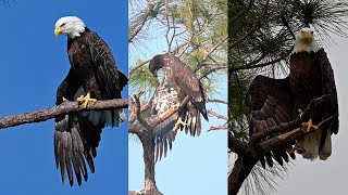SWFL Eagles- I Got It From Mama! E21 & Harriet Video Compilation! #eagle #baldeagle #m15 #trsp #e21 Wealth