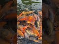 Ikan koi banyak banget #fyp #shorts #viralshorts