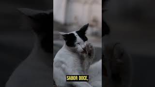 Descubra os Mistérios do Olfato dos Gatos! #shorts