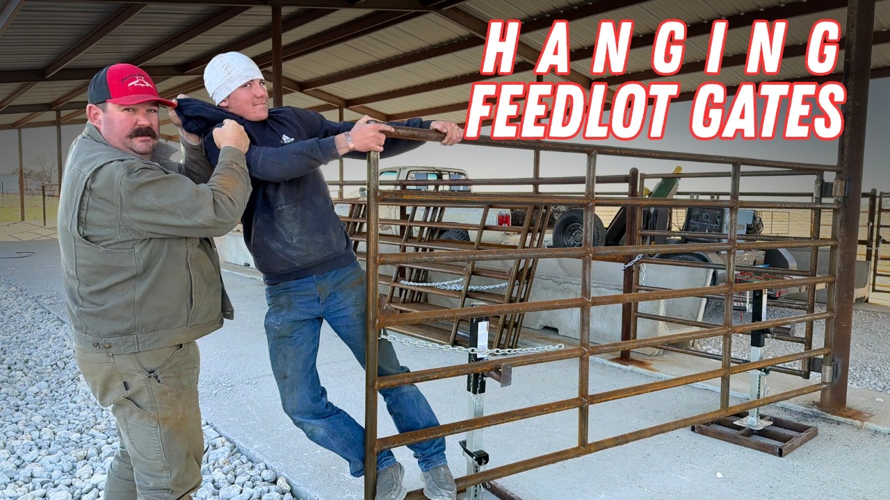 Hanging Gates at Our New Feedlot | Big Mini Feedlot Build Continues