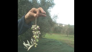 Ελαιοσυλλογη Με Vassalos Νοεμβριος 2019, Ελιές Τσαμπί By Zervakisgr, Γρήγορο Ελαιοραβδιστικο.