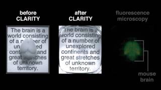 13.1 CLARITY