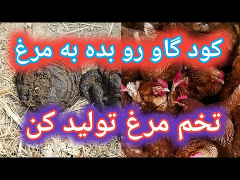 تولید خوراک رایگان برای دام و طیور و میلورم از کود گاو