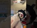 Ranking Dramatic Cat Reaction #cat #shorts