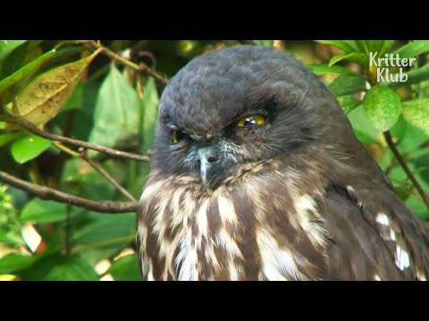 Video: Hawk Owl: mô tả và ảnh