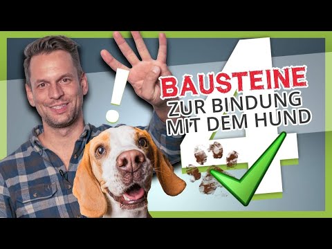 Video: 5 Ergänzungen, die Sie Ihrem Hund geben sollten