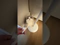 Curious Kitten vs. Foot Bath 🛁😹 He Panicked Like a Top! #cat #pets
