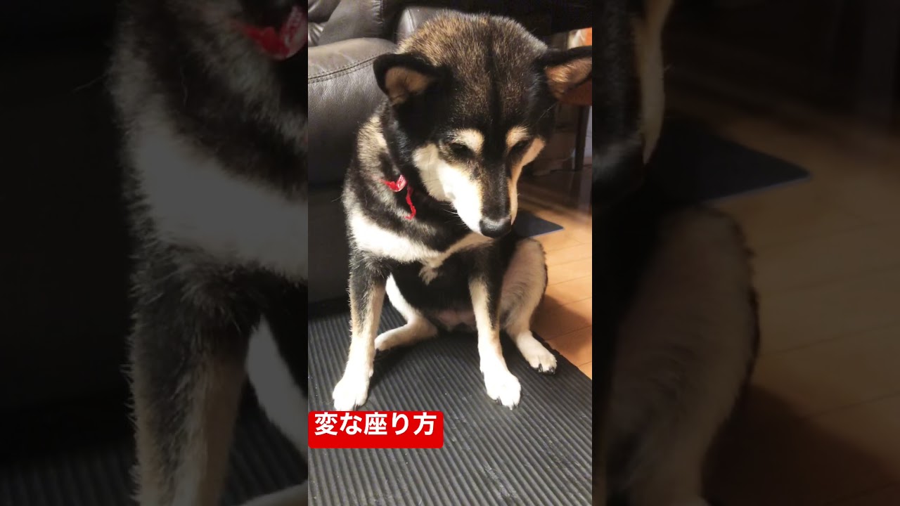 黒柴 柴犬オミソ 変な座り方 笑 Youtube 黒柴 柴犬オミソ 変な座り方 笑 Youtube