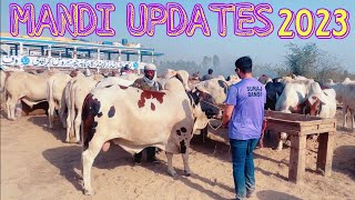 MANDI VIBEZ 2023 | Mandi Updates and Rates 😍