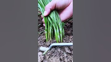 Chive-cutting process with the sickle