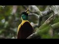 Nyanyian Burung Cenderawasih Merah(Paradisaea rubra))